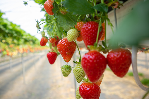 Strawberries grow on a high bed in a greenhouse. Concept farm, agronomist, health, dessert, season, harvest, vitamins, berry, business, plants, fertilizers, growing, planting, greenhouse,food,organic.