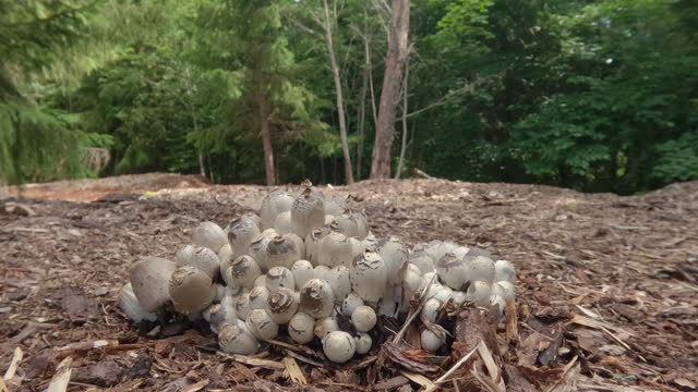 The small white mushrooms on the forest ground in Estonia