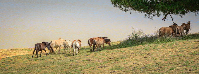 Wild horses grazing on a hill in Dalat, Vietnam.