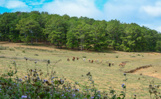 istock Wild horses on hill in Dalat, Vietnam 1622961437