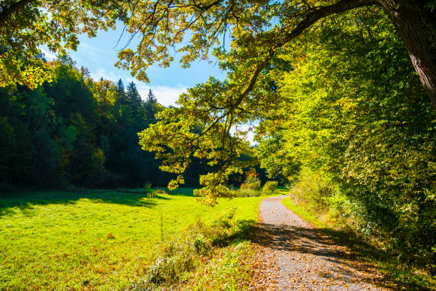 germany, autumn atmosphere trees at the edge of the forest curved way sun blue sky at sunset romantic light in nature landscape hiking - copse imagens e fotografias de stock