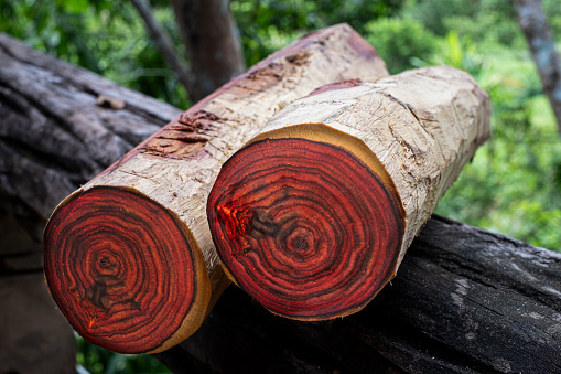Wood logs of Siam rosewood Exotic wooden beautiful pattern for crafts