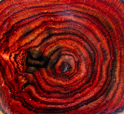 Tree age year rings wooden saw cut of Siam rosewood