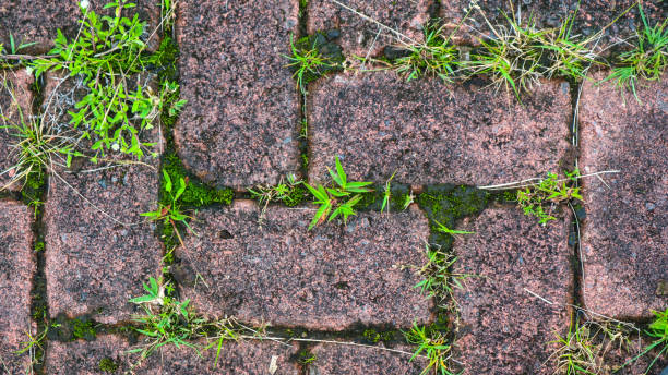 istock paving block texture with weeds in the cracks in the background 1622988475