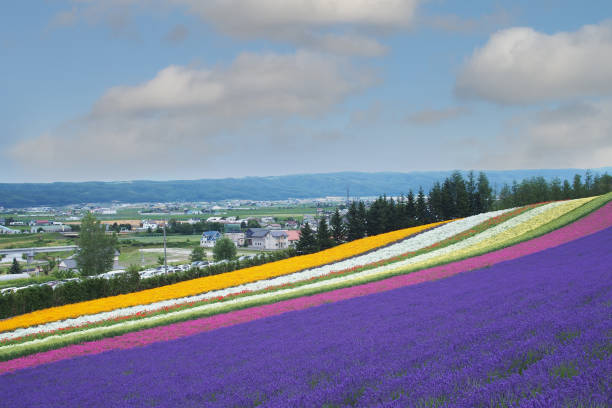 istock Lavender fields in Furano, Hokkaido, Japan 1622988831