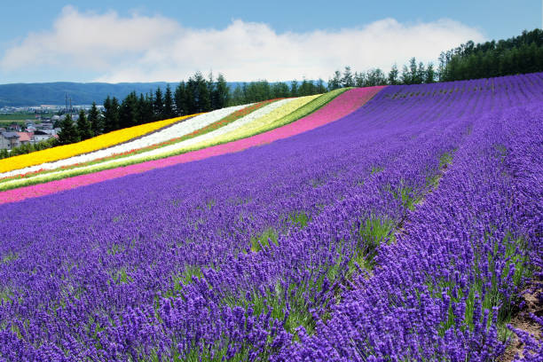 istock Lavender fields (Tomita farm) in Furano, Hokkaido, Japan 1622988886