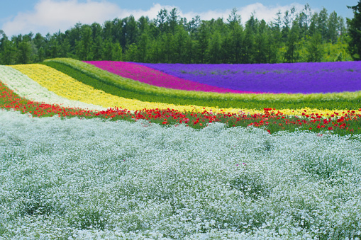 A full bloom of Lavender fields in Furano, Hokkaido, Japan