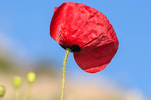 red poppy stock photo