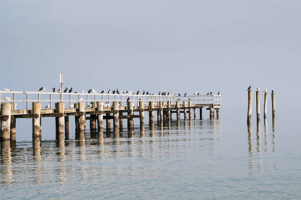 seagulls sitting on a wooden pier stock photo