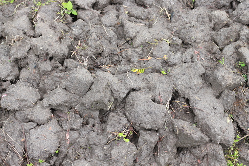 close up of paddy field texture, muddy soil