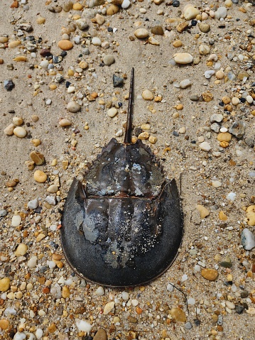 Horseshoe crab on beach