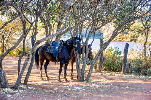 two saddled horses tight by a tree near a river