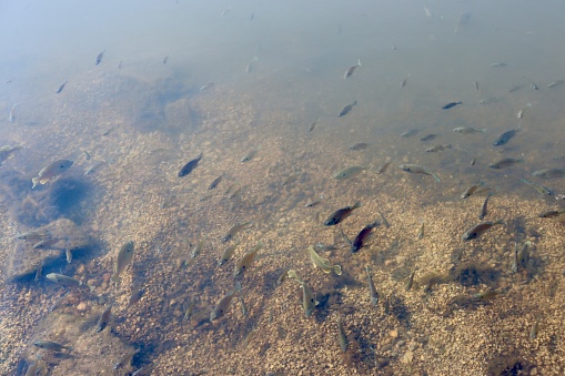 A close view of the fishes swimming in the clear lake water.