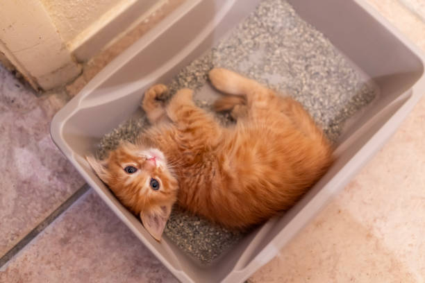 istock Cute red cat is sitting his cat toilet 1623029178