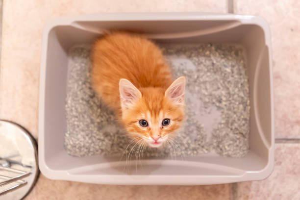 istock Cute red cat is sitting his cat toilet 1623029187