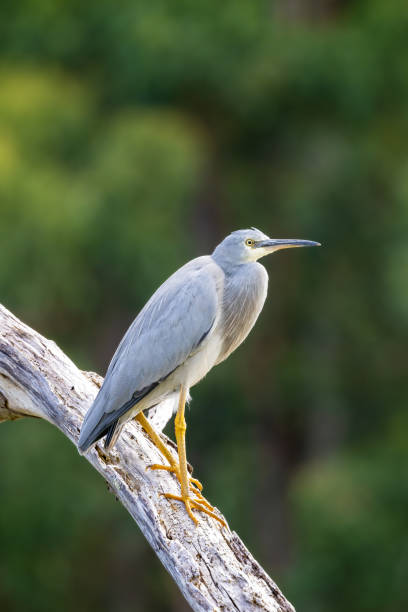 istock A white faced heron, egretta novaehollandiae, perched on a tree. At Kennett River, on the Great Ocean Road, Australia. 1623029751