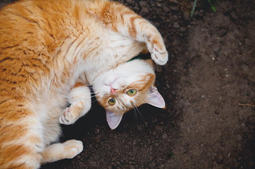 top view portrait of beautiful red cat lying on the groung, pet walking in countryside yard and relaxing