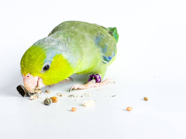 istock Forpus parrot bird on the white background 1623030842