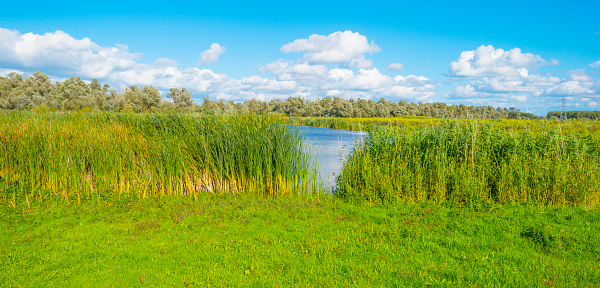 Reed and trees along a lake under a blue cloudy sky in sunlight in summer, Almere, Flevoland, The Netherlands, August, 2023