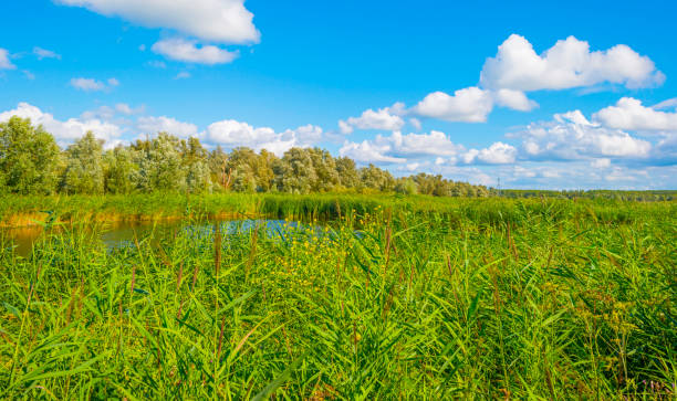istock Reed and trees along a lake under a blue cloudy sky in sunlight in summer 1623033827
