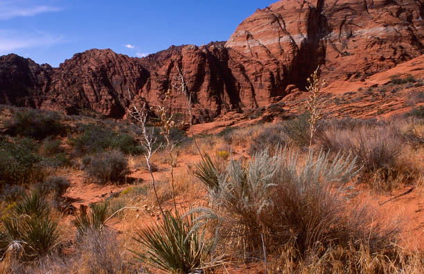 istock Snow Canyon State Park, Utah 1623033844