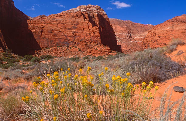 istock Snow Canyon State Park, Utah 1623034386