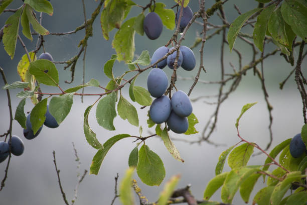 istock Plum tree abundantly filled with blue-colored fruits 1623040048