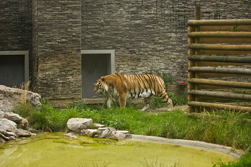 a tiger in a zoo enclosure against a stone wall