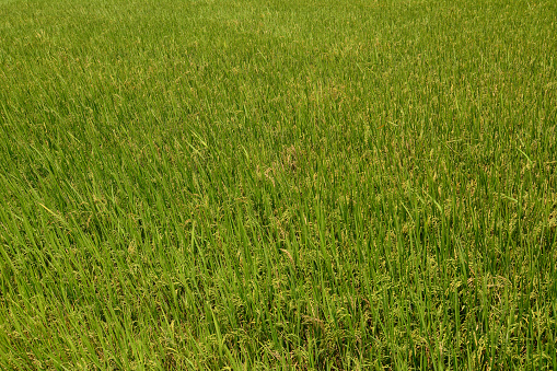 Rice field at sunny day in Mekong Delta, Vietnam.