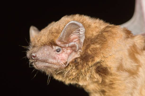 istock The common noctule bat (Nyctalus noctula) head detail 1623044962