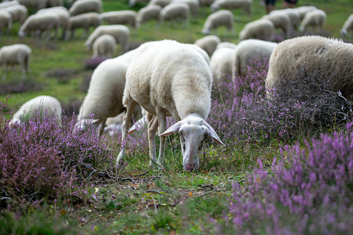 Herd of sheep grazing across the blooming heathland on the Posbank near Rheden in Gelderland