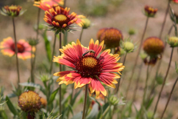 istock Different flowers of nature 1623060412