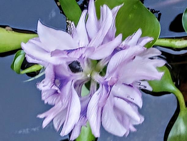 purple flower in a pond garden - water hyacinth water plant pond nobody imagens e fotografias de stock