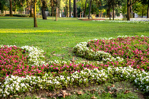Summer park with flowers