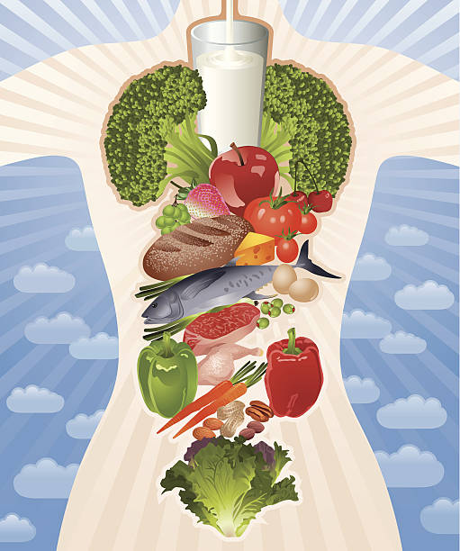 Healthy Body Composed by Healthy Food Vector Female Body with Internal Organs composed by Healthy Diet Food of Milk, Broccoli, Apple, Strawberry, Grapes, Cherry, Tomato, Bread Loaf, Cheese, Scallion, Tuna Fish, Beef Meat, Poultry Meat, Chicken Leg, Bell Peppers, Carrots, Nuts, Peanuts, Walnuts, Almonds and Lettuce. Vector-Based Illustration, No gradient mesh and 3D program used. Download Includes: High Resolution JPG, Illustrator EPS & AI. Please check out more of my stock illustrations and photos at: http://www.istockphoto.com/portfolio/phi2 health symbols/metaphors stock illustrations