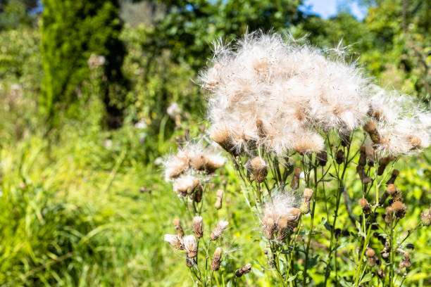istock fluffy thistle seeds on plant close up in summer 1623091989
