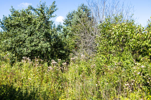 overgrown abandoned garden on backyard on sunny summer day