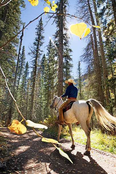 a cavalo floresta - horseback riding cowboy riding recreational pursuit - fotografias e filmes do acervo