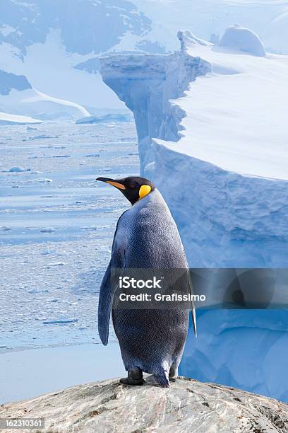 南極キングペンギン湧水 - 南極のストックフォトや画像を多数ご用意 - 南極, 自然の景観, 氷山