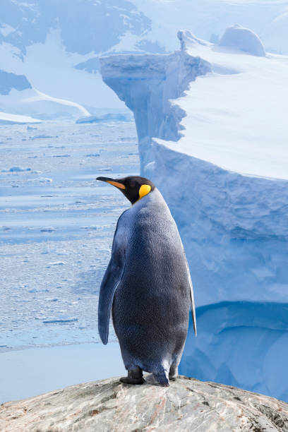 istock Antarctica King penguin with iceberg 162310361