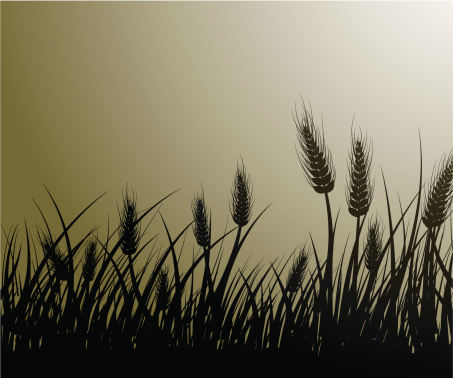 Vector image of wheat field