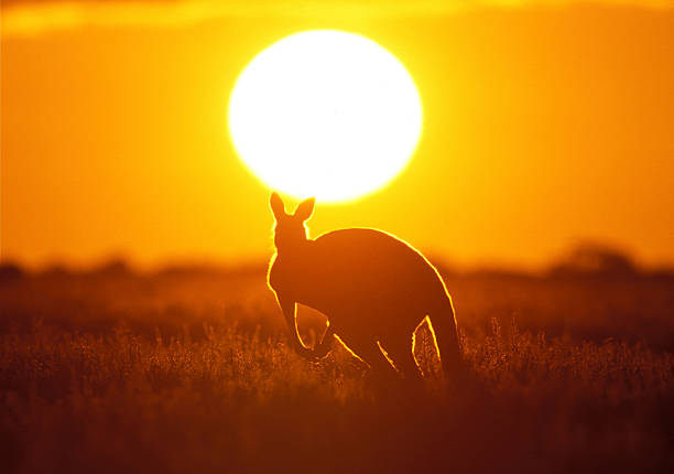 kangaroo - kangaroo outback australia sunset stock-fotos und bilder