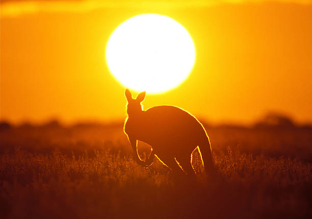 캥거루 - kangaroo outback australia sunset 뉴스 사진 이미지
