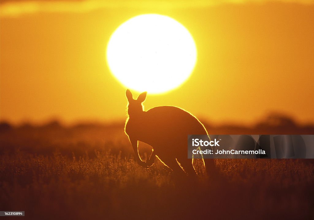 A kangaroo running towards the sunset Red kangaroo in outback NSW at  sunset. Kangaroo Stock Photo