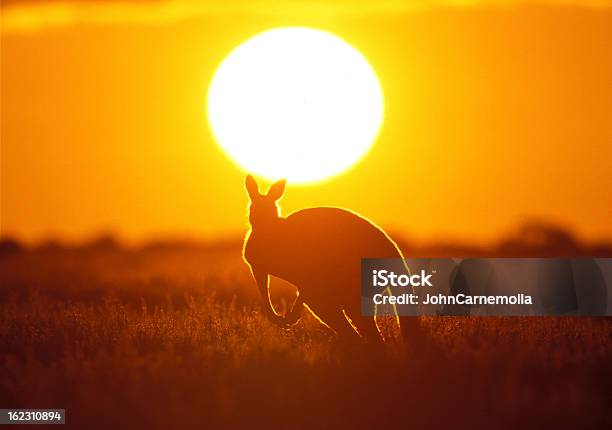 A Kangaroo Running Towards The Sunset Stock Photo - Download Image Now - Kangaroo, Outback, Red Kangaroo