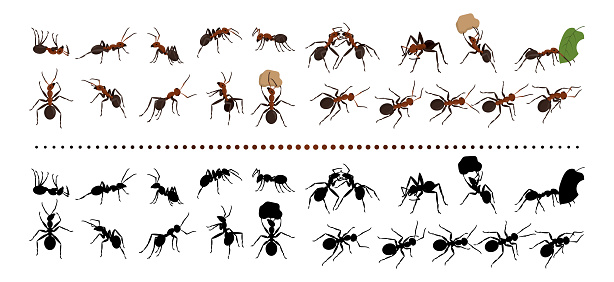 Red ants. Nature insects group. Garden termites. Bugs black silhouettes. Life species. Isolated natural small animals crawling and carrying leaves. Beetle actions set. Vector current design collection