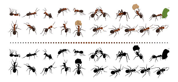 Red ants. Nature insects group. Garden termites. Bugs black silhouettes. Life species. Natural animals crawling and carrying leaves. Beetle actions set. Vector current design collection Red ants. Nature insects group. Garden termites. Bugs black silhouettes. Life species. Isolated natural small animals crawling and carrying leaves. Beetle actions set. Vector current design collection anthill stock illustrations