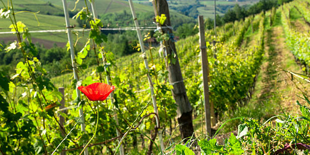 Red poppy growing in vineyard Northern Italy stock photo