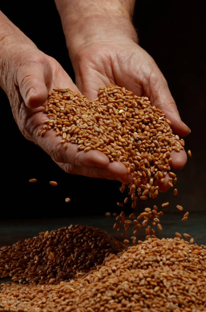 istock Wheat grains in elderly hands on a dark background. 1623115657