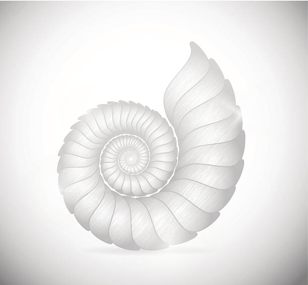 Detailed pencil sketch of a seashell vector art illustration